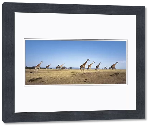 A herd of Masai Giraffe