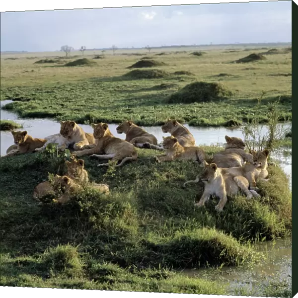 A pride of lions rests near water in the Masai Mara Game Reserve