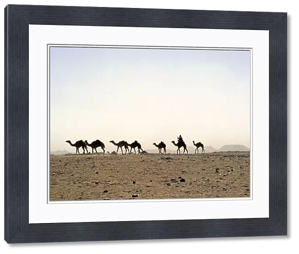 A camel rider drives his camels through a sandstorm