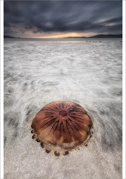 Jellyfish stranded on Lusketyre beach, Island of Harris, Outer Hebrides, Scotland