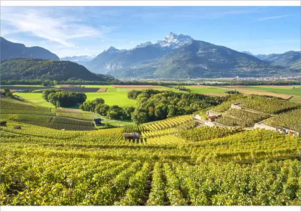 View vineyards and fertile Rhone near Ollon, Vaud Canton, Switzerland