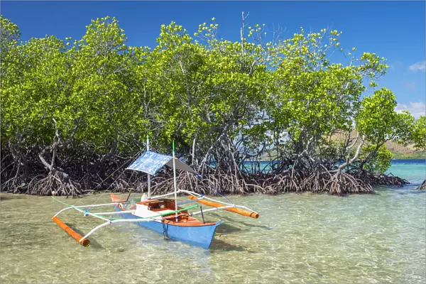 Small outrigger boat and mangrove trees (Rhizophora mangle) on CYC Island, Coron, Palawan