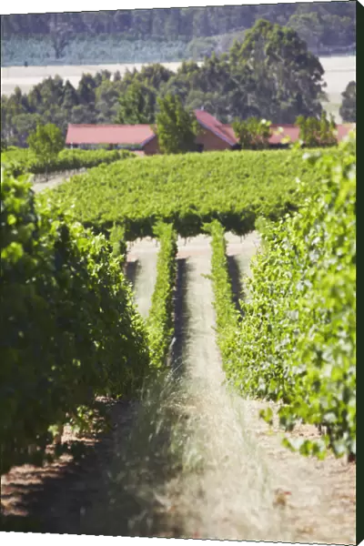 Vineyards of Picardy winery, Pemberton, Western Australia, Australia