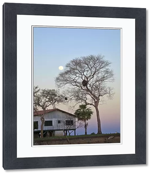 South America, Brazil, Mato Grosso do Sul, the moon shining through the denuded branches