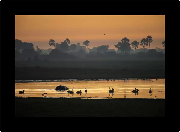 Africa, Southern Africa, African, Botswana, Okavango Delta, Abu Camp, sunrise