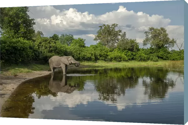 Africa, Southern Africa, Botswana, Okavango Delta, Savuti, African Elephant at Savuti