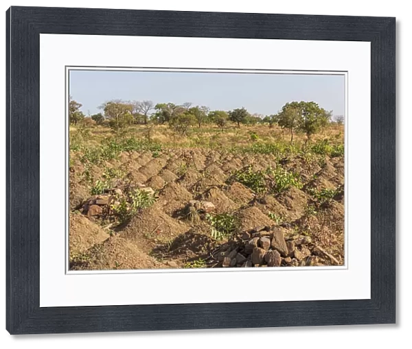 Africa, Benin, Taneka mountain. Cultivated field with cassava