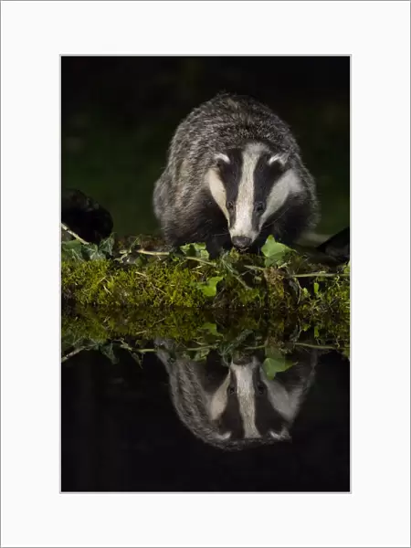 Badger drinking at the pool, italian alps, Piedmont, Italy