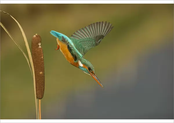 kingfisher takes off for hunting