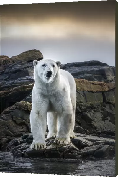 A polar bear depicted from very close distance from a zodiac in Kvitoya Island, in
