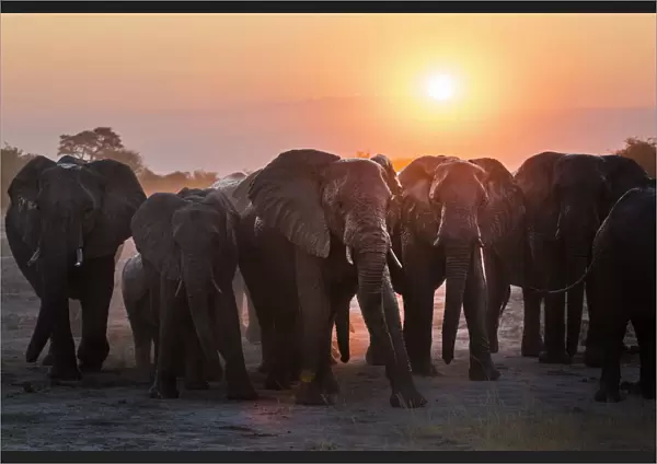 A herd of elephants near the waterhole in the Savuti area of Chobe National Park
