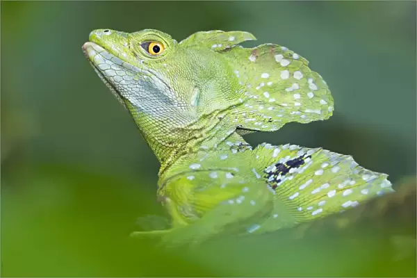 Emerald Basilisk (Basiliscus plumifrons) watching out for dangers, Costa Rica