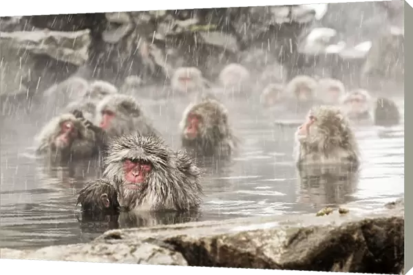 Snow monkeys of Jogokudani valley, Nakano, Nagano prefecture, Japan