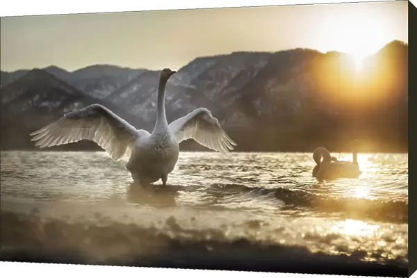 Whooper swan in Lake Kussharo, Hokkaido, Japan