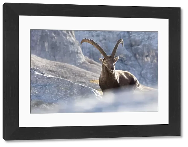 Europe, Italy, Veneto, Cadore, Auronzo. Alpine ibex (Capra ibex)