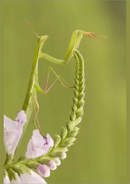 A mantis placed on the stem of a flower. Montevecchia, Lecco, Lombardy, Italy, Europe