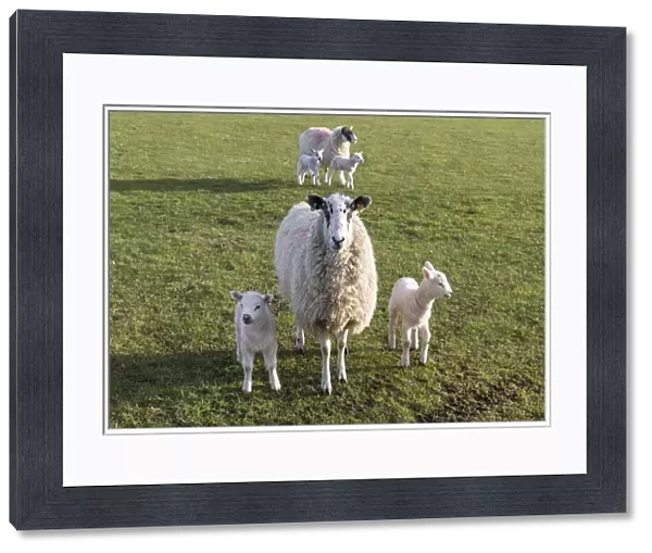 Sheep and lambs in spring, Yorkshire Dales National Park, North Yorkshire, England