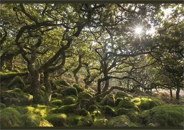 Morning sun shining through Black a Tor Copse, a stunted oak woodland on Dartmoor