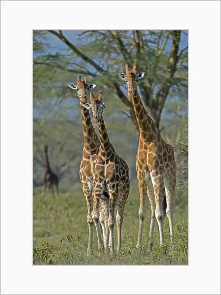 Lake Nakuru Park, Kenya, Africa Three giraffes filming in park Lake Nakuru in Kenya