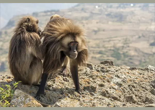Africa, Ethiopia, highlands. Gelada Apes near Lalibela