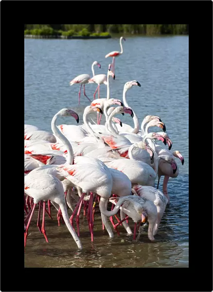 Flamingo colony, Camargue, France