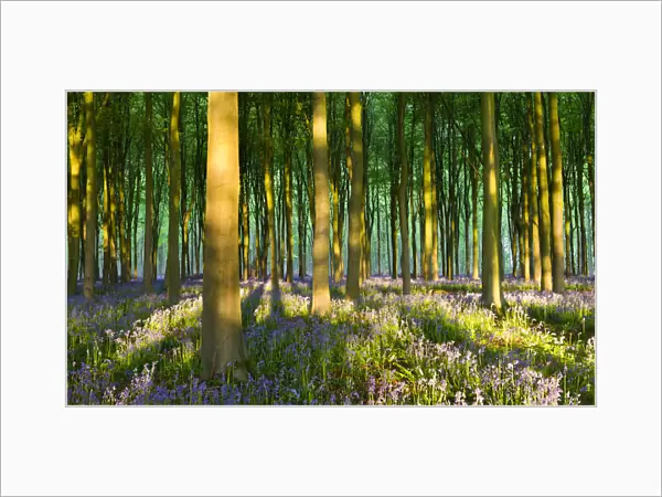 Evening sunlight in West Woods bluebell woodland, Lockeridge, Wiltshire, England. Spring