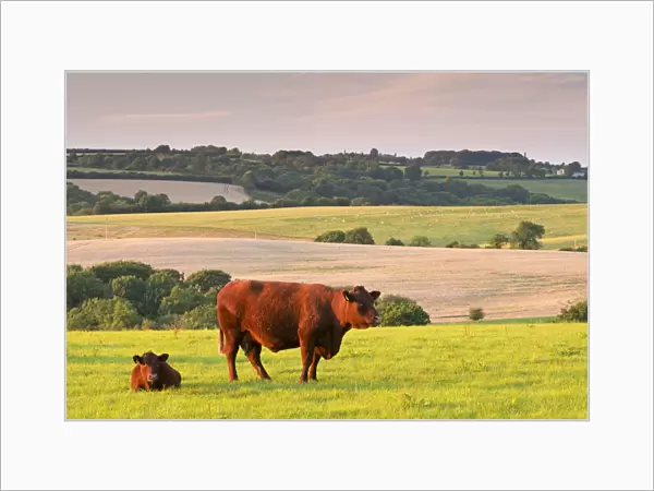 North Devon Red Ruby cattle grazing in the rolling countryside, Black Dog, Devon, England