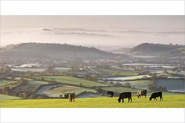Cattle graze on the Mendip Hills, with dramatic views to Glastonbury beyond, Somerset