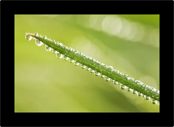Dew Drops on Grass, Norfolk, England