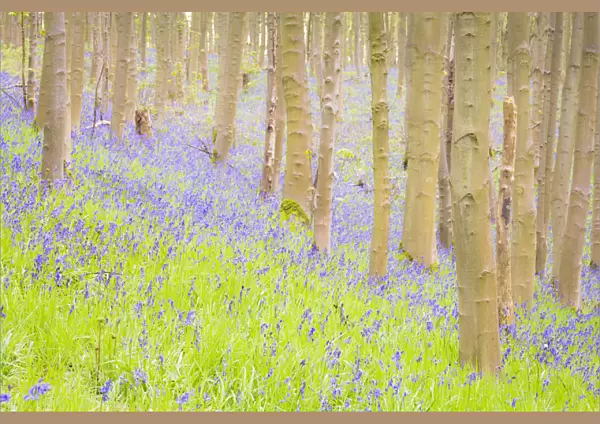 United Kingdom, England, North Yorkshire, Malton. Bluebells in Howsham Wood