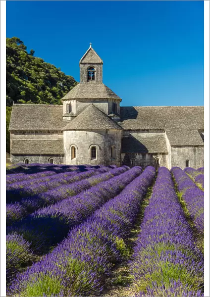 Senanque Abbey or Abbaye Notre-Dame de Senanque with lavender field in bloom, Gordes