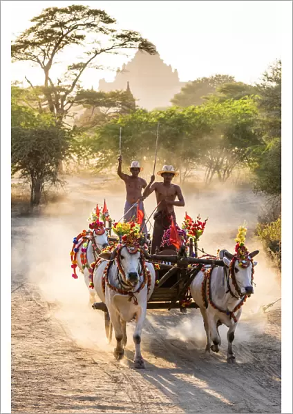 Oxen carts in the dust, Bagan, Myanmar
