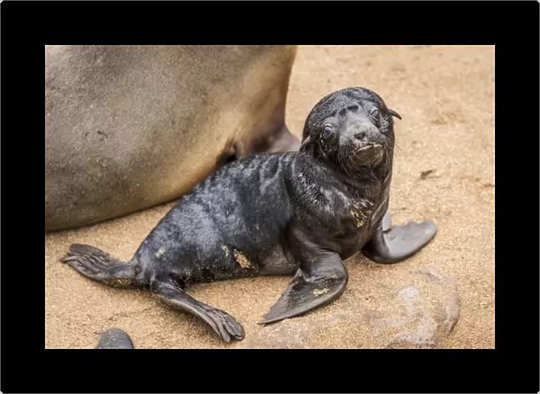 Africa, Namibia, Cape Cross. Seals, mother with newborn