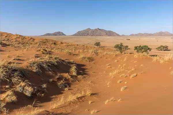 Africa, Namibia, Sossusvlei. Elim dune