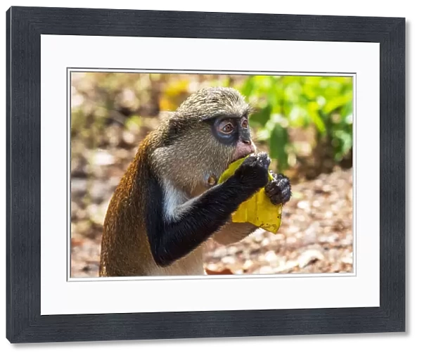Africa, Ghana, Volta Region. In the Tafi-Atome Monkey Sanctuary