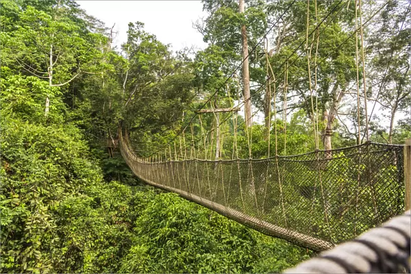 Africa, Ghana, Kakum National Park. The canopy walkway