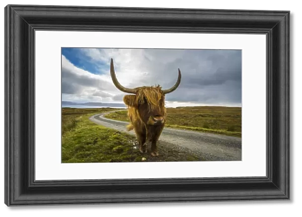 Highland cattle on roadside, near Kilmarie, Isle of Skye, Scotland, United Kingdom