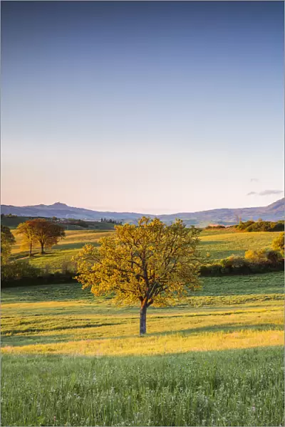 Tree and rolling hills at sunrise, Val d Orcia, Tuscany, Italy