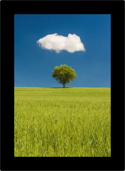 Lone Olive Tree and Cloud, Tuscany, Italy