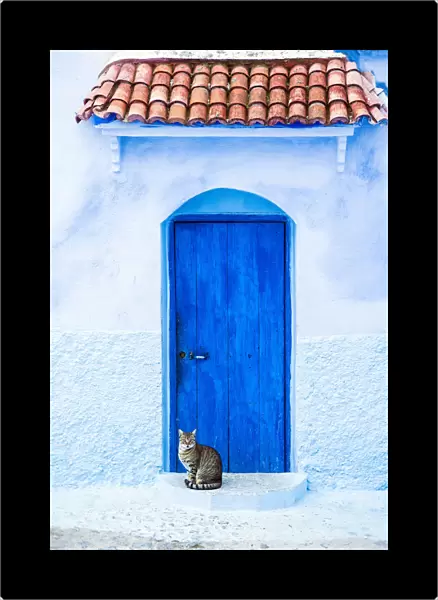 Cat and a blue door, Chefchaouen, Morocco