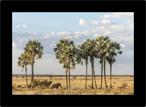 Africa, Namibia, Etosha National park. Elephants