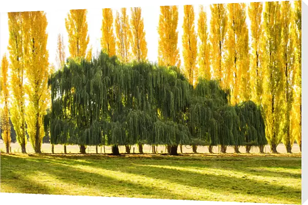 Willow & Poplar Trees in Autumn, New Zealand