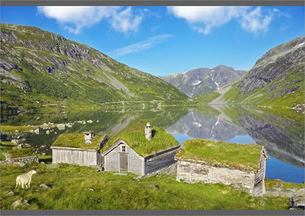Norway, Western Fjords, Sogn Og Fjordane, Sheep infront of traditional cottages by lake