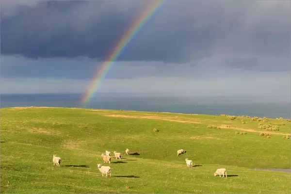 Flock of sheep grazing under a rainbow, Otago, South Island, New Zealand
