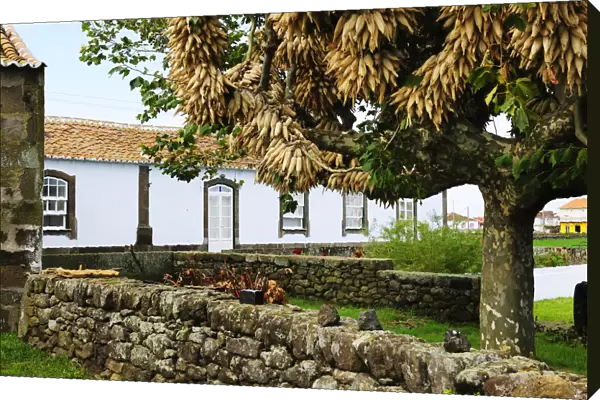 Traditional rural house with maize on a tree in Sao Bras. Terceira, Azores islands