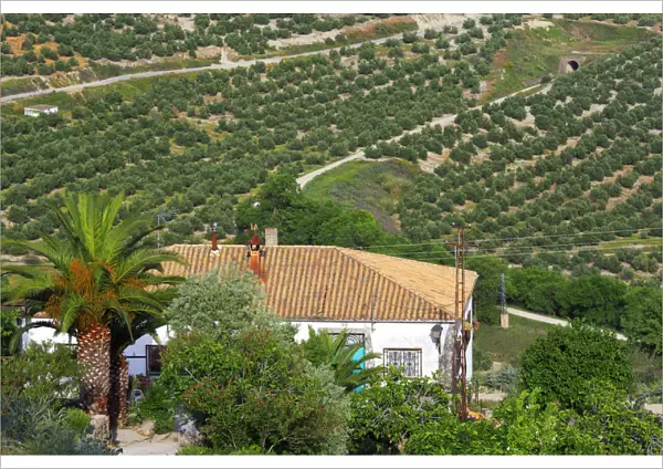 Landscape, olive groves from the Plaza Santa Lucia, Ubeda, Andalusia, Spain
