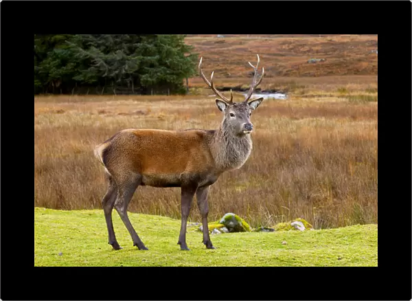 Red Deer Buck, Glen Coe, Highland Region, Scotland