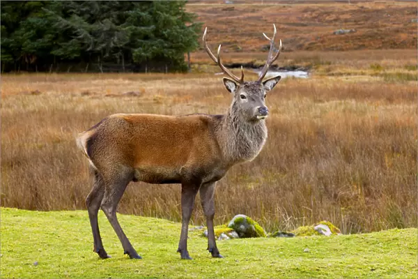 Red Deer Buck, Glen Coe, Highland Region, Scotland