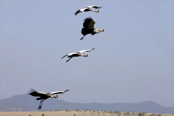 Crown cranes, Lewa Wildlife Conservancy, Kenya