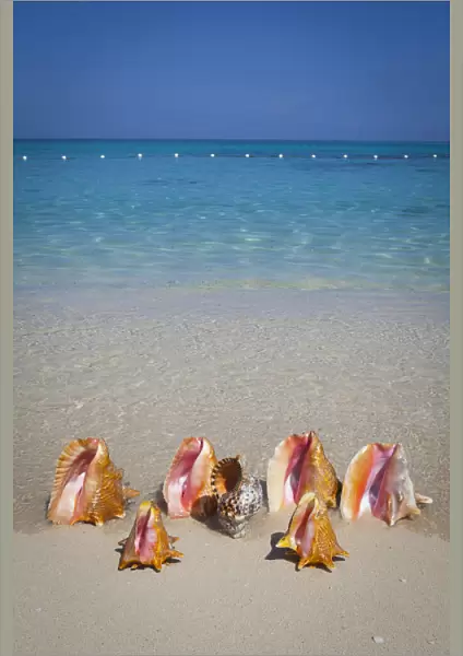 Conch Shells, Cornwall Beach, Montego Bay, Jamaica, Caribbean